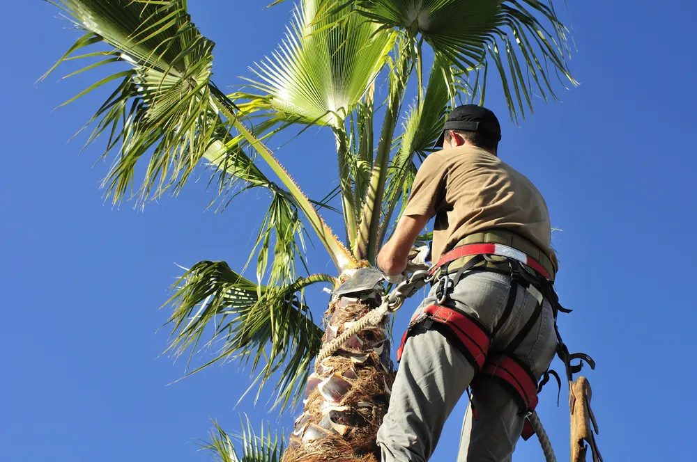 Tree Service Garden Grove Tree Service