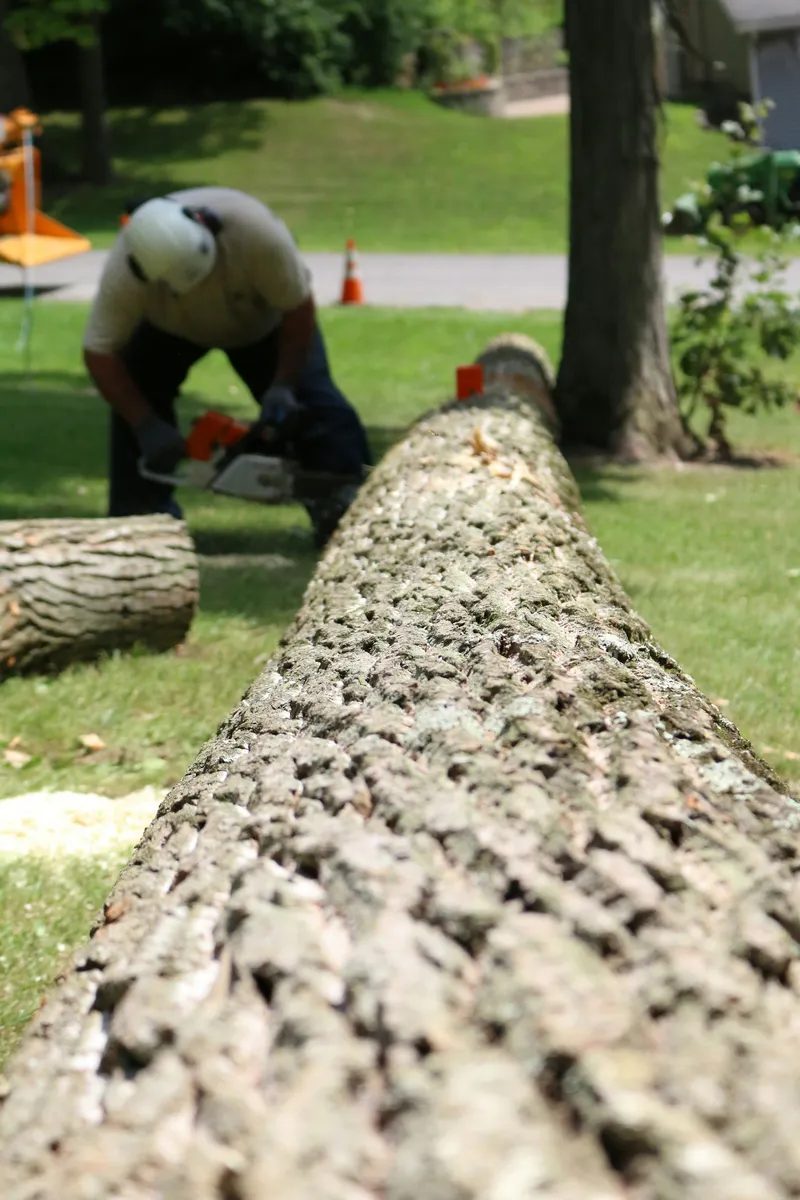 Tree Service Garden Grove Tree Service