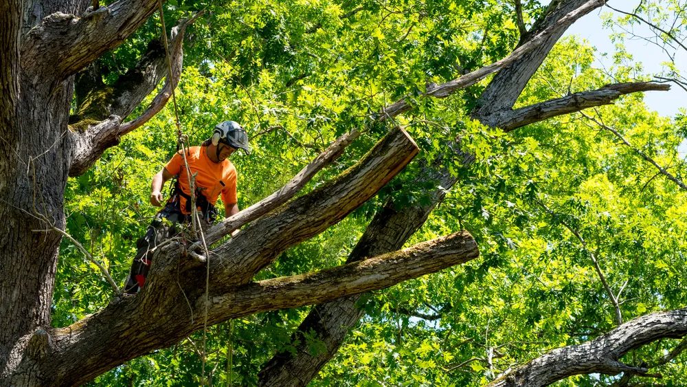 Emergency Tree Removal